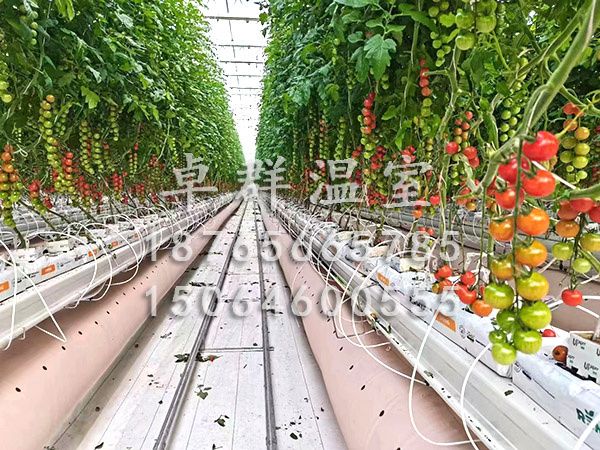 湖北恩施野三觀無土栽培